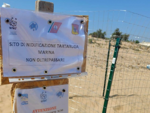 nidificazione-di-tartarughe-caretta-caretta-sulla-spiaggia-di-tre-fontane