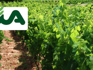 cia-petrosino-riunione-su-problematiche-che-riguardante-la-vitivinicoltura