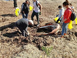 trapani-grande-partecipazione-di-cittadini-e-associazioni-per-la-plastic-free