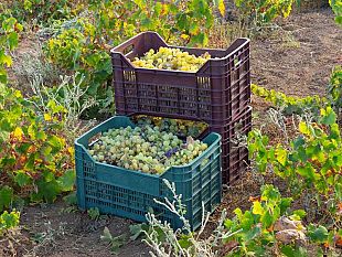 pantelleria-leccellente-qualita-delle-uve-compensa-il-calo-di-produzione