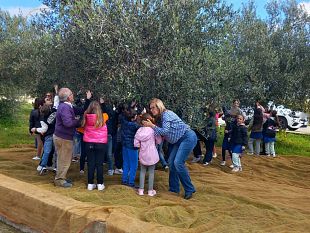 montevago-alunni-protagonisti-della-raccolta-delle-olive-nei-terreni-comunali