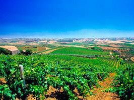 ocm-vino-cracolici-32-5-milioni-di-euro-per-la-riconversione-dei-vigneti-in-sicilia