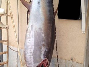 veterinari-dellasp-sequestrano-tonno-rosso-al-mercato-del-pesce-di-trapani