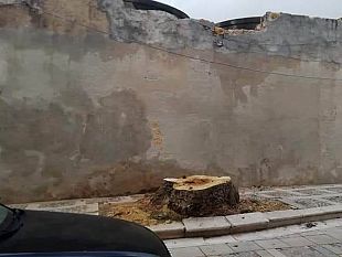 albero-tagliato-consulente-bonacasa-non-sono-stato-interpellato