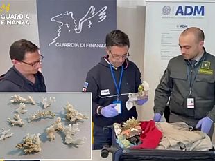 sequestrati-13-esemplari-di-corallo-in-aeroporto-pesanti-sanzioni-a-2-italiani-tornati-dallestero