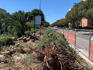 trapani-scontro-sugli-alberi-di-via-virgilio-erythros-contro-lamministrazione