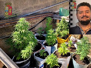 mazara-la-polizia-arresta-in-flagranza-un-40enne-mazarese-per-coltivazione-e-detenzione-ai-fini-di-spaccio-marijuana