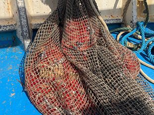 la-capitaneria-di-porto-di-trapani-ferma-due-unita-da-pesca-a-strascico-e-sequestra-un-quintale-di-prodotti-ittici