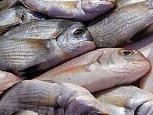 trapani-pesce-privo-di-tracciabilita-scattano-multe-e-sequestri