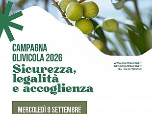 campagna-di-raccolta-olive-da-mensa-nocellara-del-belice-importanti-novita