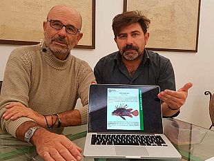 video-il-pericoloso-pesce-scorpione-ne-parla-il-prof-andaloro-scienziato-del-mare