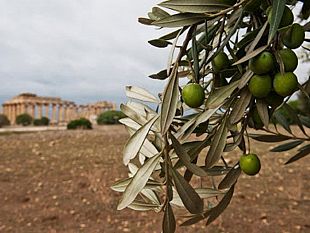 lasprol-selinunte-indice-la-2-edizione-del-concorso-olio-delle-contrade