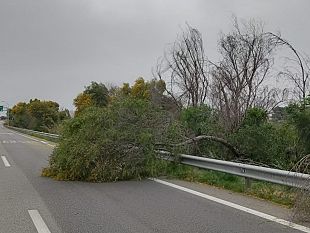 a29-marsala-trapani-tre-alberi-abbattuti-dal-forte-vento