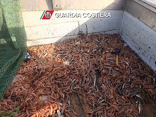 maxi-operazione-phoenix-sequestrati-21-tonnellate-di-prodotti-ittici-in-sicilia