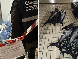 trapani/guardia-costiera-in-corso-operazione-spinnaker-a-tutela-della-filiera-pesca