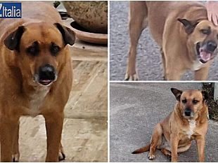 alcamo-il-caso-nocciolina-amz-italia-e-lav-chiedono-che-il-cane-di-quartiere-venga-rimesso-in-liberta