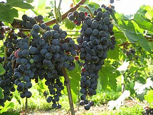 sicilia-doc-sempre-piu-internazionale-nell-orizzonte-di-una-vendemmia-ricca-e-generosa