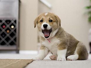 addestramento-consigli-utili-per-insegnare-al-proprio-cane-dove-fare-i-bisogni