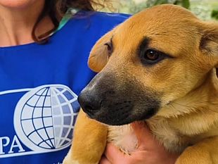 cagnolina-uccisa-ad-alcamo-loipa-presenta-denuncia-per-luccisione-dellanimale