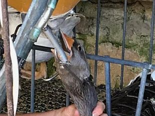 agricoltura-e-non-solo-fois-gras-prelibatezza-chic-ma-non-troppo