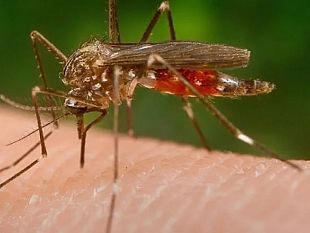 prevenzione-ed-il-controllo-delle-malattie-trasmesse-da-insetti-vettori-e-in-particolare-da-zanzare-t