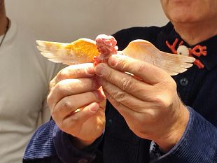 trapani-e-loro-rosso-del-mediterraneo-un-mese-di-eventi-dedicati-al-corallo