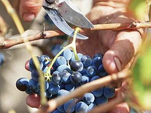 le-cantine-paolini-fanno-incetta-di-premi-alla-quinta-edizione-del-decanter-asia-wine-awards