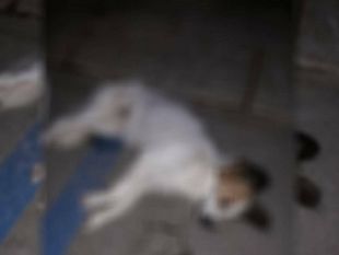 trapani-un-cane-precipita-dal-quarto-piano-e-muore-sul-colpo