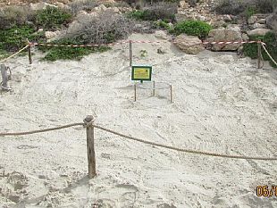 lampedusa-nidificazione-della-tartaruga-marina-sulla-spiaggia-dellisola-dei-conigli