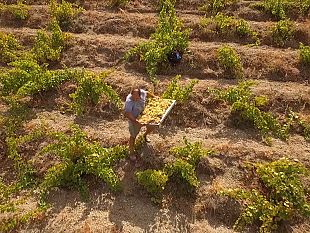 lente-parco-nazionale-isola-di-pantelleria-lancia-il-bando-pantelleria-vitata-e-sostenibile