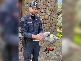 mazara/pantelleria-salvato-dai-carabinieri-un-esemplare-di-airone-ferito