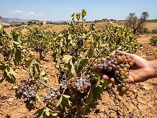marsala-la-sindaca-patti-e-lass-coppola-necessarie-risorse-le-imprese-agricole-e-salvaguardare-la-vendemmia-2027