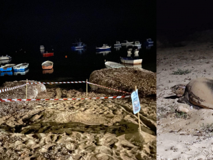 mazara/petrosino-tartaruga-caretta-caretta-depone-uova-sulla-spiaggia-di-biscione