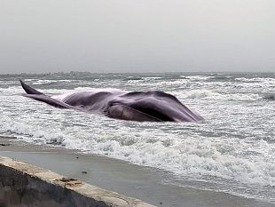 mazara-balenottero-a-tonnarella-mobbidicchi-attira-turisti-e-cittadini-curiosi