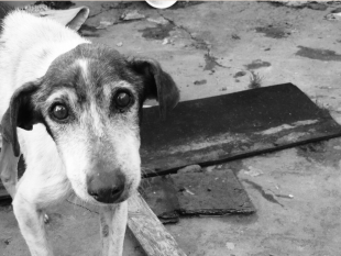 randagismo-in-sicilia-migliaia-di-cani-senza-casa