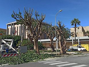 trapani-eritrine-potature-terminate-in-piazza-vittorio-veneto