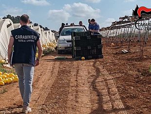 controlli-anti-caporalato-nel-trapanese-denunciati-e-multati-titolari-di-aziende-agricole