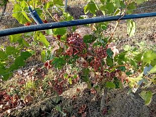 trapani/peronospora-e-caldo-attaccano-le-vigne-a-trapani-e-palermo-in-fumo-il-40-del-raccolto