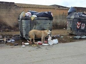 mazara-citta-invasa-dalla-spazzatura-macaddino-e-giglio-denunciano-mancata-sicurezza-per-i-mezzi-della-belice-ambiente