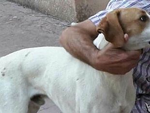 fiaccolata-per-bingo-e-gli-altri-4-cani-morti-avvelenati-nei-pressi-del-cimitero