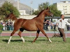 san-vito-lo-capo-sfilano-100-cavalli-arabi
