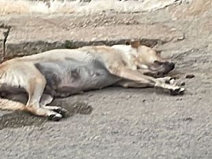 mazara-a-borgata-costiera-due-cani-investiti-uno-e-morto