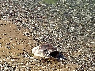mazara-testa-di-tonno-nella-cosiddetta-spiaggia-in-citta-incivili
