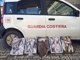mazara-controlli-della-guardia-costiera-50-kg-di-pesce-sequestrati