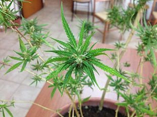 mazara-blitz-antidroga-della-polizia-fermato-giovane-pregiudicato-e-sequestro-piante-di-canapa-indica