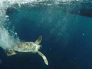 favignana-oggi-il-saluto-a-penelope-una-caretta-caretta-in-cura-presso-il-centro-di-primo-soccorso-per-tartarughe-marine