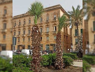 trapani-sette-nuove-palme-in-piazza-garibaldi