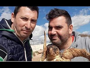 castelvetrano-due-giovani-salvano-da-morte-certa-una-tartaruga-marina-sulla-spiaggia-di-triscina