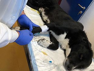 tre-fontane-4-cani-avvelenati-sul-lungomare-est-si-cerca-disperatamente-di-salvarli
