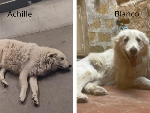 mazara-achille-e-blanco-il-sindaco-salvatore-quinci-condanna-con-fermezza-il-vile-atto